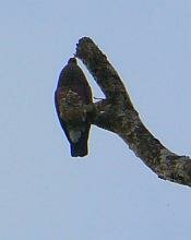 Scaled Pigeon